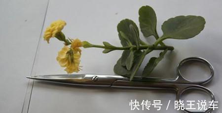 叶仙|玉树砍一刀，插上长寿花，变成“长寿树”，5种花轮番开，少见