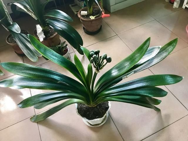 烂根|养君子兰浇水“别多手”,少做个动作,不烂叶、不烂根,花苞直冒