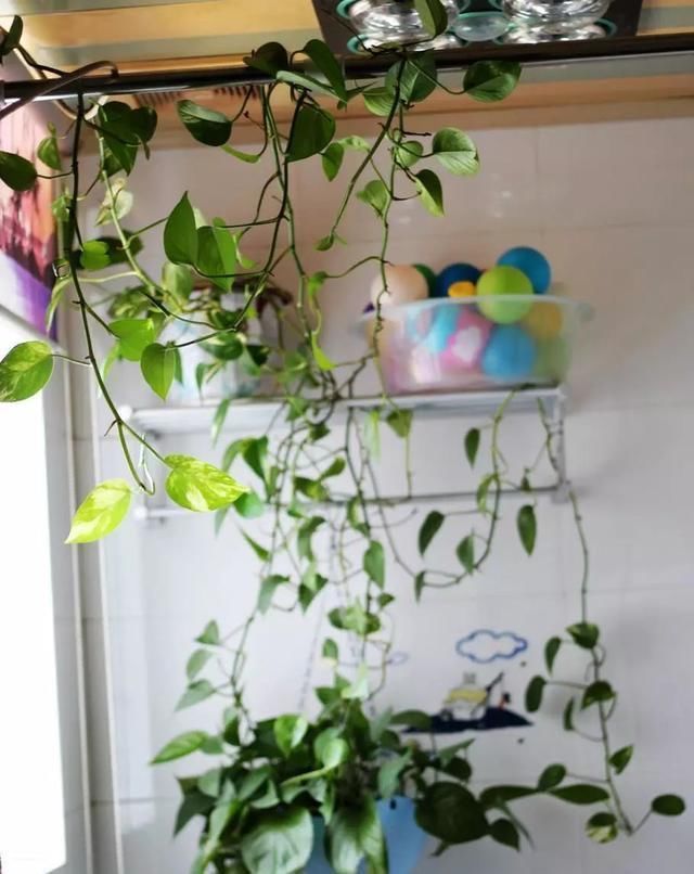 吊兰|4种花卫生间必养,耐阴除湿,漂亮好看生机旺