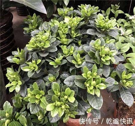 养栀子花,几个“小技巧”,三年养成树,开花满枝,芳香又美丽!