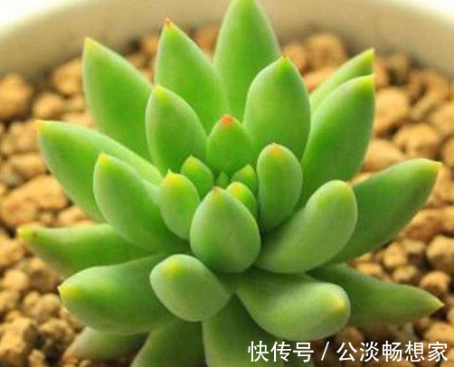 多肉千佛手怎么叶插教你3个小步骤，千佛手生根迅速长势茂盛