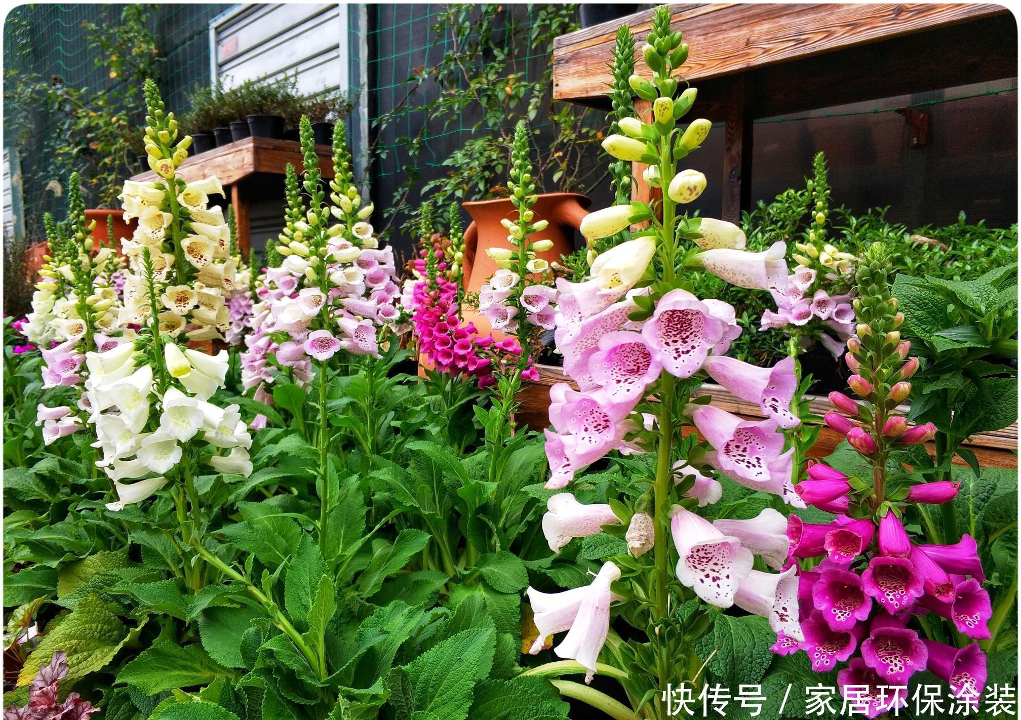 老桩|阳台养花,不用养贵的,3种“土气”花,开花“高贵”又热闹