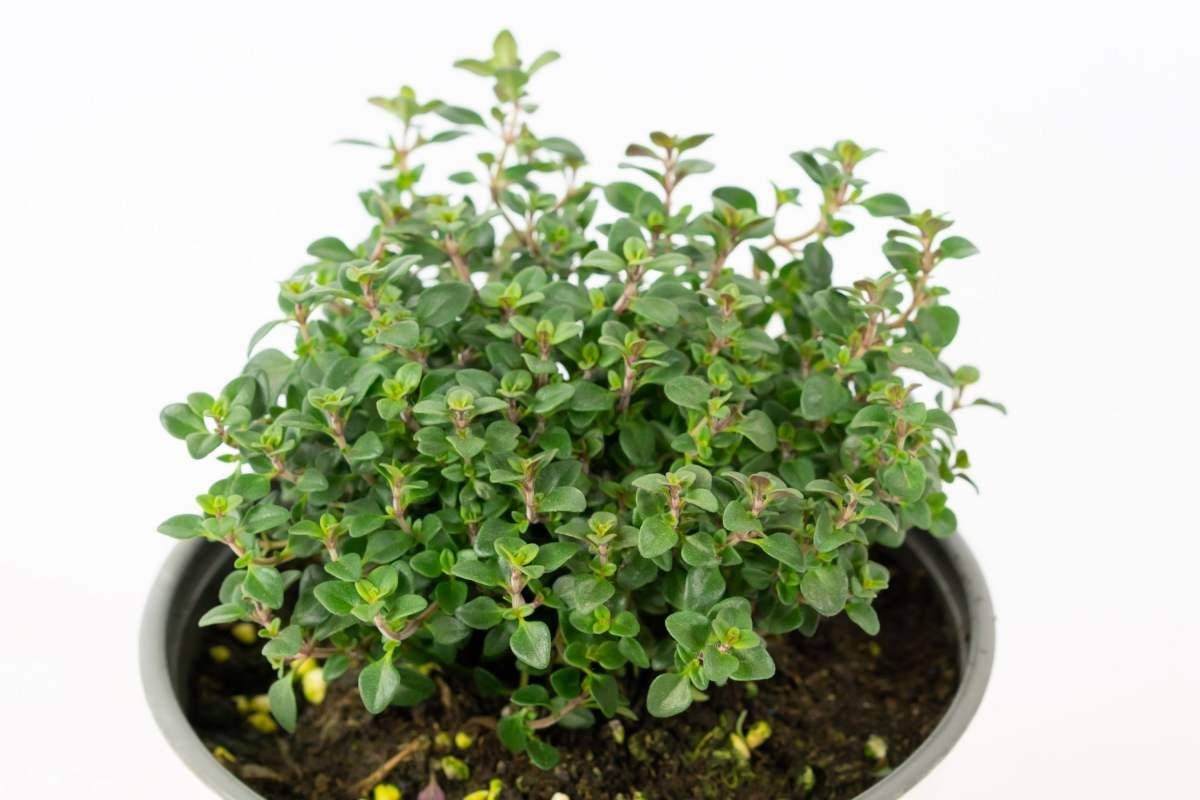 蝴蝶兰|过年不知道买什么花,3种类型随便挑,好养寓意也好