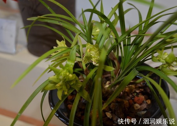 兰花|兰花怎么换盆呢不会没关系，老花农手把手的教给你