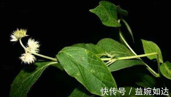 中医|一味能“引血下行”的良药,可活血瘀、强筋骨、益肝肾