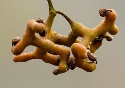 阻止|若有人无知砍“它”烧火，请及时阻止，因为当今价值极高，请重视