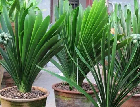 土壤|人见人烦的“东西”,却是养花“宝贝”,养啥旺啥,土壤肥沃疏松