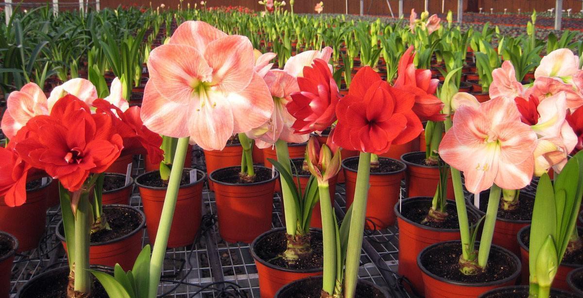 朱顶红开花矮矬子?动手剥开皮,冒出一圈大红花