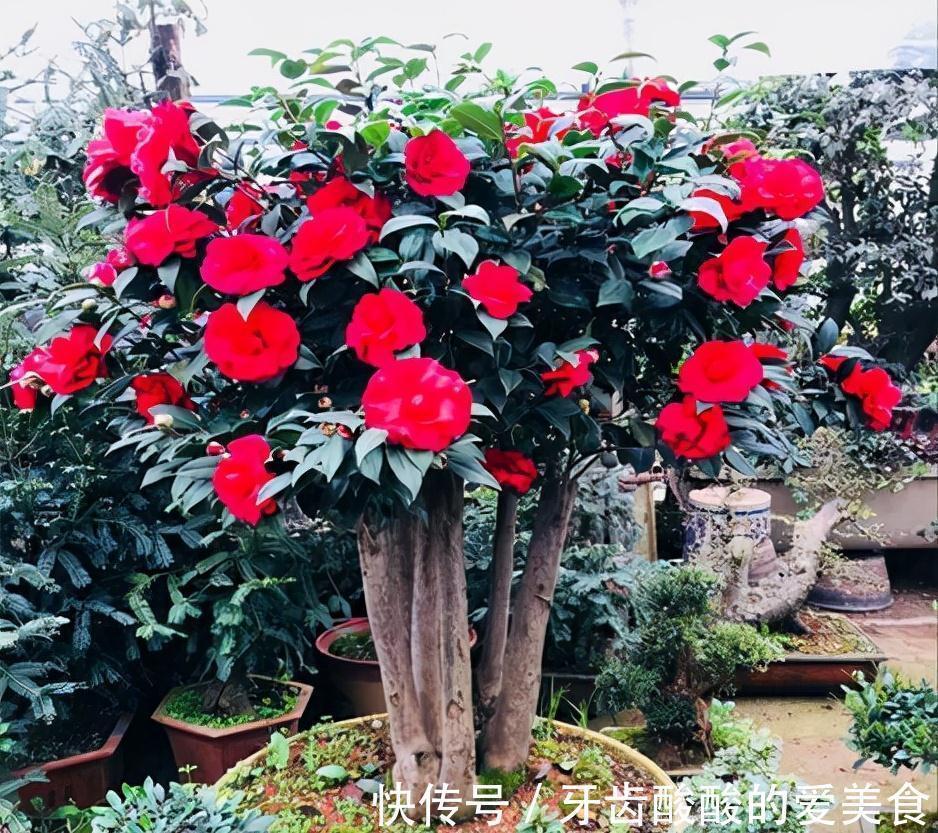 老桩|五种“大老桩”却要小盆养，用对盆，少管多晒更利于生长