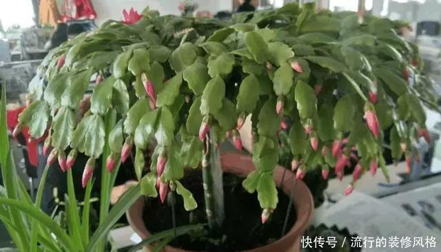 蟹爪兰喝点它,秋天连开100朵,叶子肥得直滴油