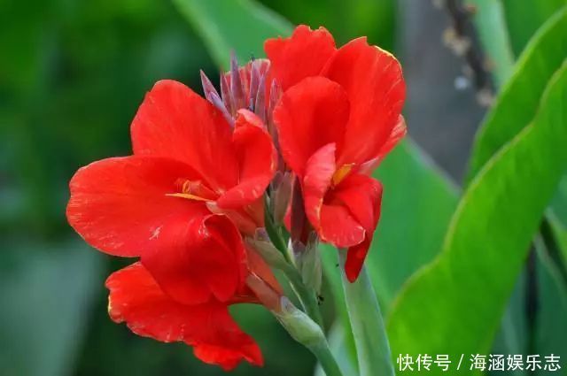 有害气体|此花所代表的是坚实的未来,也是一种乐观的精神,像是跳舞的美人