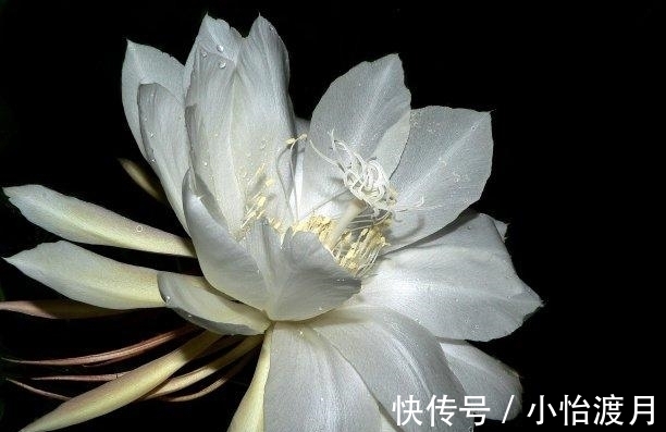 狮子座|12月初，桃花涌动，良人归来，矛盾化解，心生欢喜，幸福甜蜜