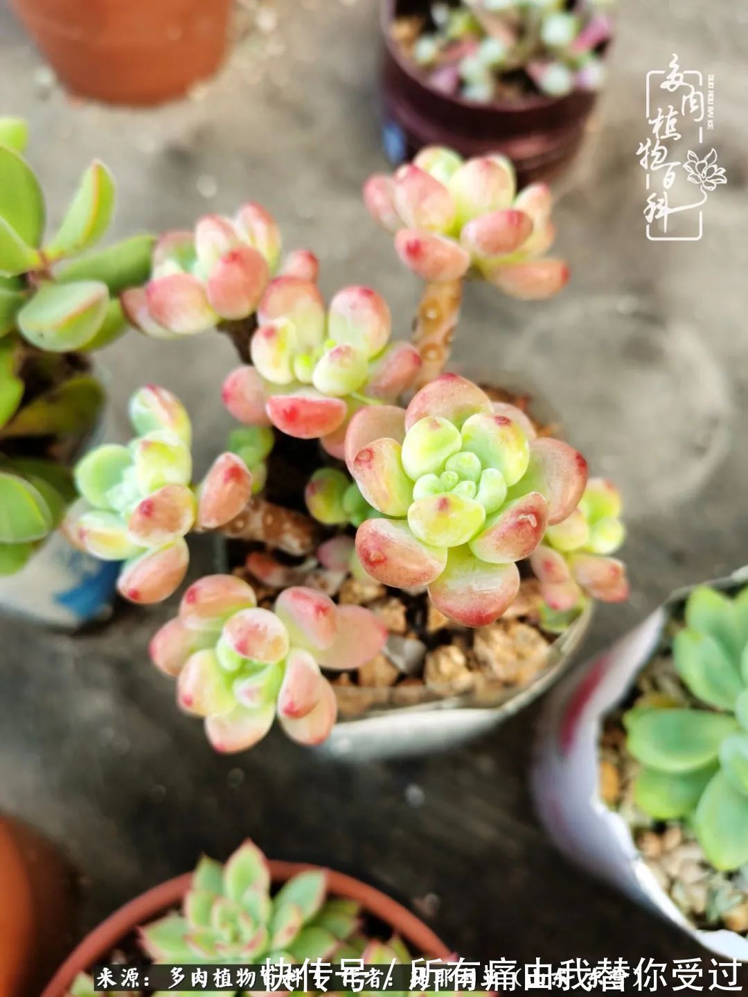 人如多肉,经阳光雨露历练后,亦会越挫越勇!