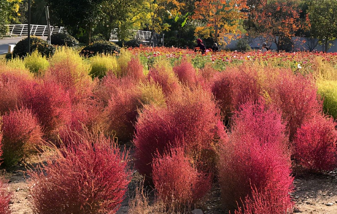 地肤|农村常见的地肤草,笤帚、饺子都能做,种在花盆里真不孬