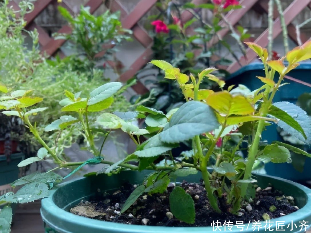 輕松|蚧殼蟲(chóng)夏季頻繁發(fā)生，教你2個(gè)方法，預(yù)防殺滅都輕松