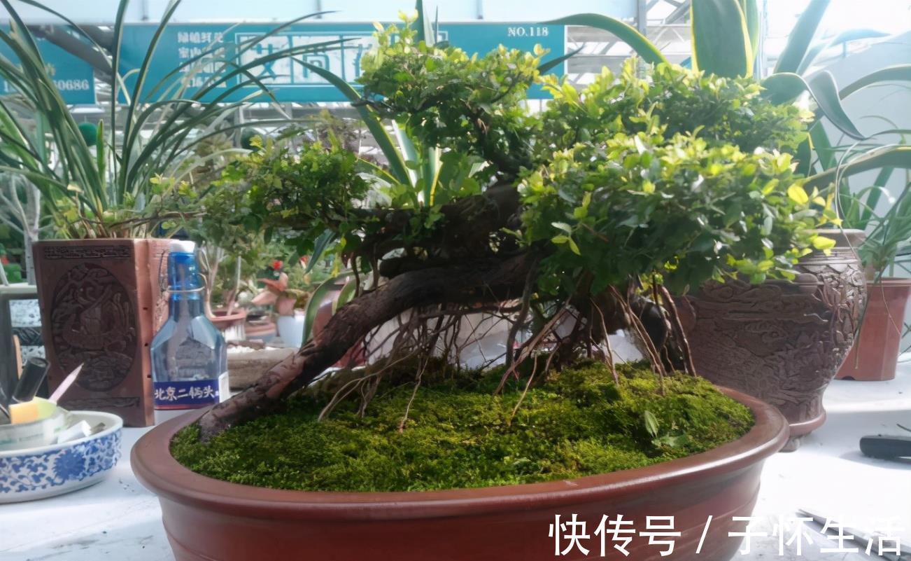 盆栽|挑战用树桩打造盆景,满足这3要求,个个美如画、增值不少