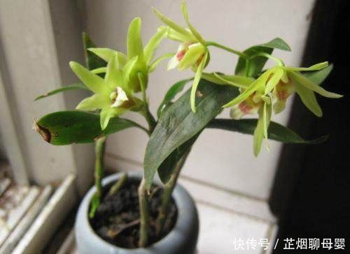 中药材|丑到当垃圾扔的盆栽,想不到竟价值过万,后悔哭都来不及了