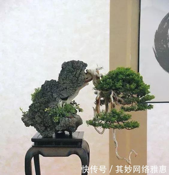 花友|大爷用石头来养花,越养越值钱,有人出1000块也不卖!