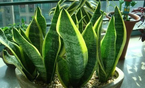 甲醛|这4种吸收甲醛,净化空气最强的盆栽绿植,比绿萝效果好多了