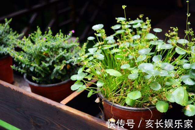 叶片圆滚滚寓意能招财,家里养一盆“铜钱草”,家里人跟着幸福