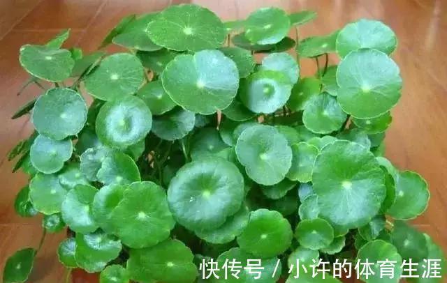 水培瓶|水培瓶里放点它,花卉植物不烂根不黄叶,半个月就能生根长爆盆