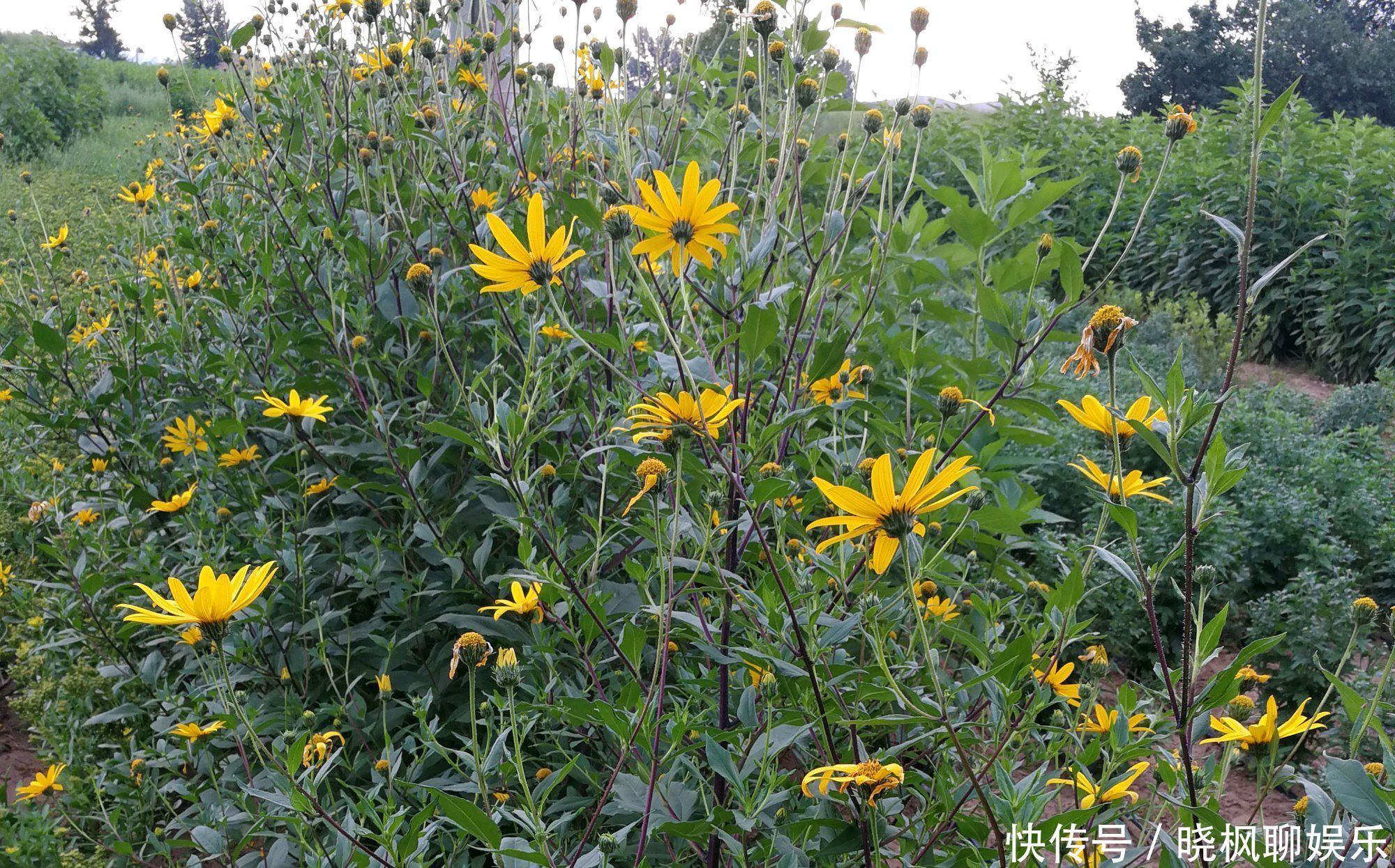花盆种姜八月可以种吗 花盆种姜八月可以种吗