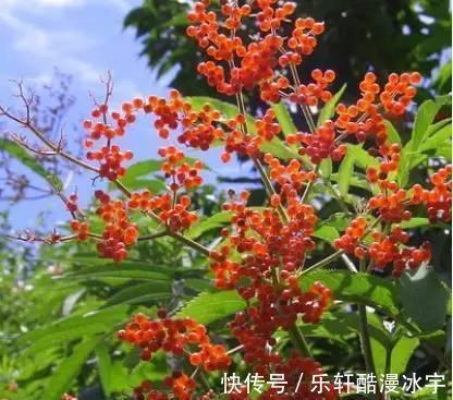 接骨草|农村人相传的接骨草,原来是这样,你见过吗