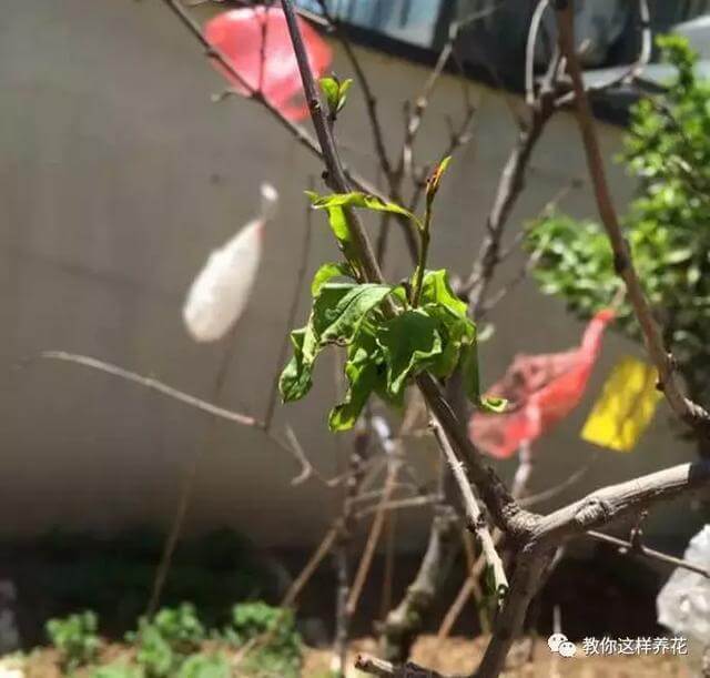养花|养花要注意3种风，不能乱吹，新手不可不知！