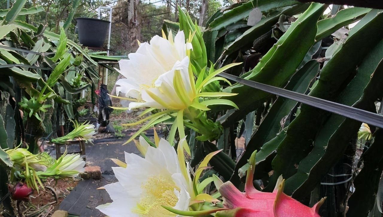 春天吃水果时,“果核”别扔,可以养成“小盆栽”,好吃又好看