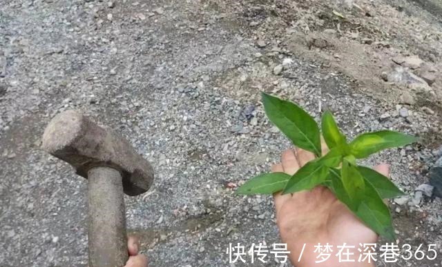 特效|斗罗大陆真人版唐三的特效魂环加双生武魂,先行出场,打破偏见