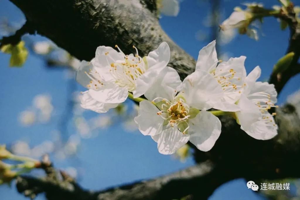 老年|《龙岩新闻联播》连城四堡：千树万树李花开 如诗如画二月天