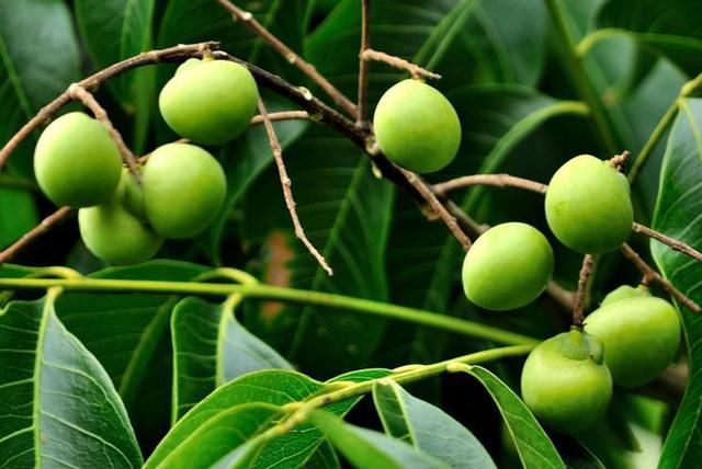 农作物|一种有毒植物,果实俗称“假龙眼”,曾捡去卖钱,如今落地没人要