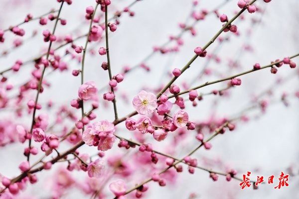 大范围雨雪来了！武汉最高气温又降到个位数