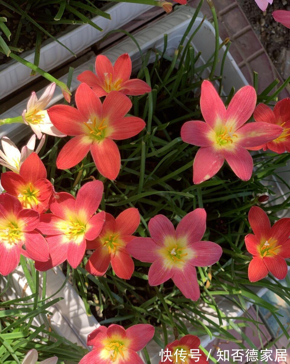仙人球|3种花，越热越开花，越晒越开花，花色丰富又鲜艳