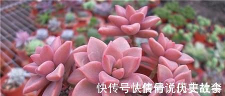多肉|5种多肉,皮实又好养,独苗变老桩,长出状态美极了