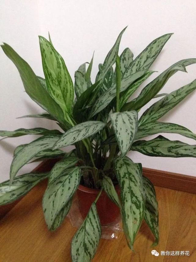 空气|专吸二手烟甲醛的花,堪比“天然净化器”,养1盆全家都健康!