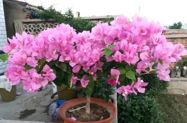 养殖''开花机器''三角梅,盆栽掌握3步操作,砰砰开花挡不住