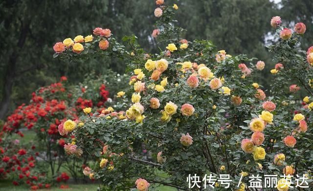 夏天养月季不能施肥别搞错,会错失好几拨花开