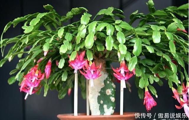 嫁接|嫁接蟹爪兰最好的“季节”,仙人掌割一刀,插上蟹爪兰,飞快开花