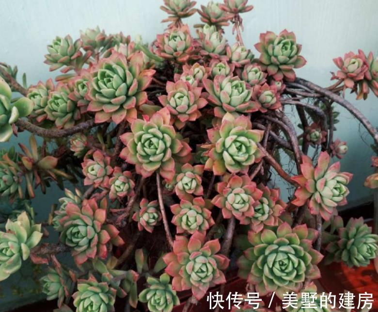 多肉状态为啥差别甚大,别家的肥美又鲜亮?被这3个原因耽误了