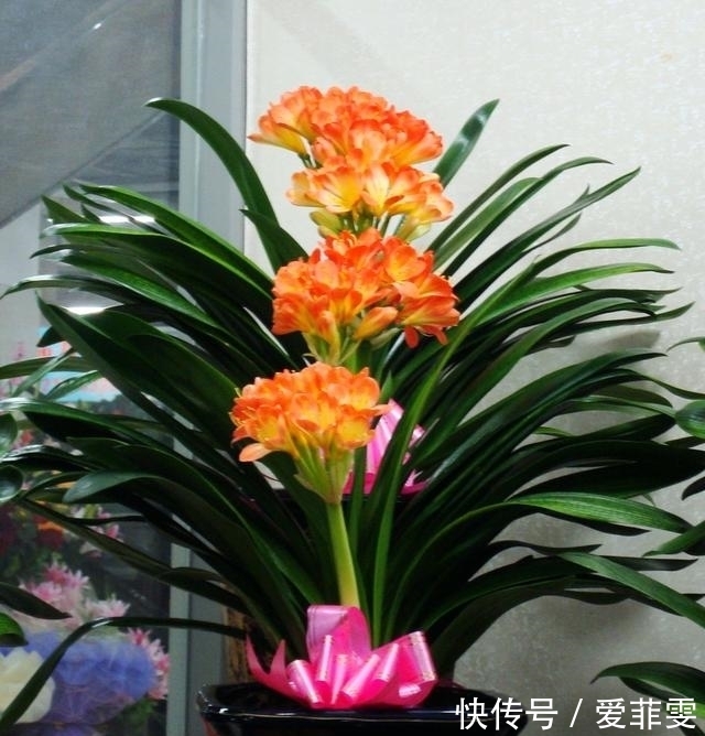 养护君子兰用些“大补肥”,不花钱,花卉也能长得“翠绿无比”