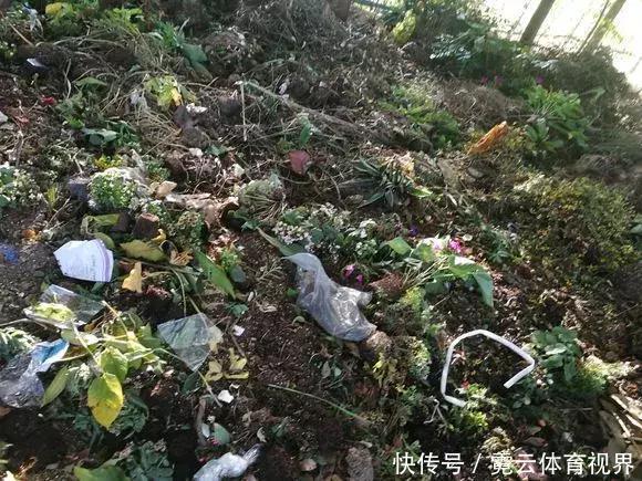 垃圾桶里一堆“贵货”花,丢人也要捡,带回家就开花