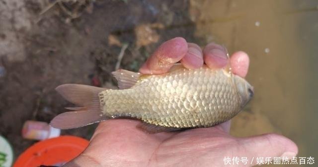  钓获|草洞守钓鲫鱼，交配时期作钓鲫鱼方法，钓获20多条金黄色的鲫鱼