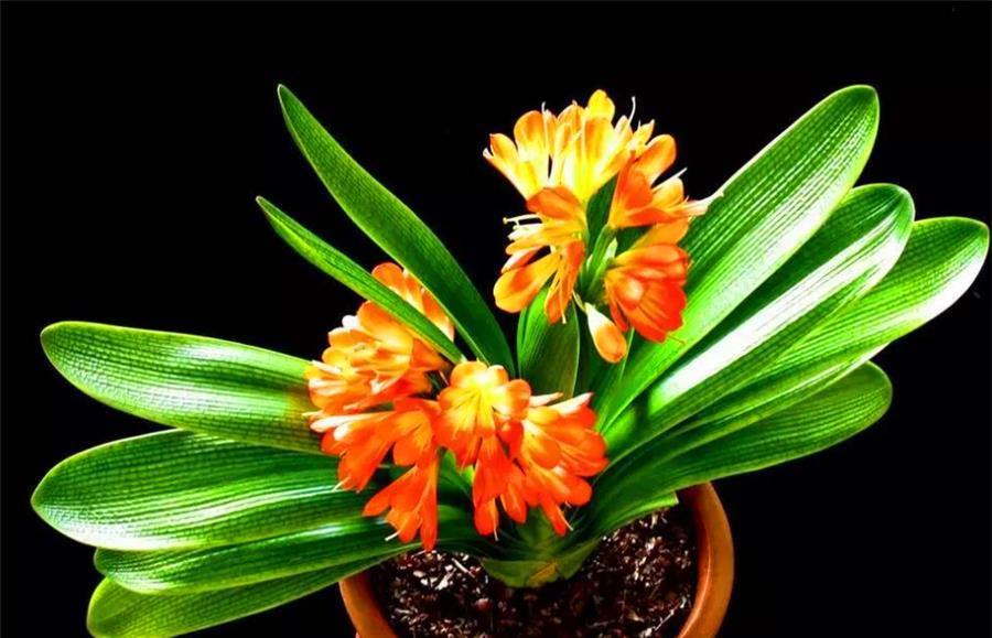 立春了,君子兰换盆正当时,牢记6个小细节,根系粗壮叶子肥