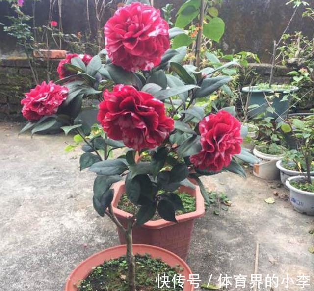 这2种花你确定不养吗,随便都能扦插繁殖,越养越多还能卖