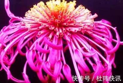 喜欢养菊,不如养盆”菊中珍品“慈育万物,似旭日东升,亮丽多姿