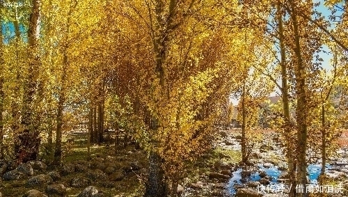 中国最美赏秋之地,雪山下的秋色美如仙境,去过的游客都直呼太美!