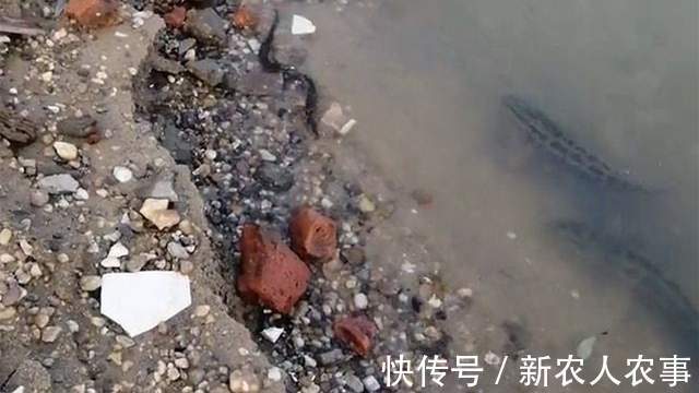 广东一男子野钓遇稀罕事,钓不到鱼江面上却成群,网友:放生的