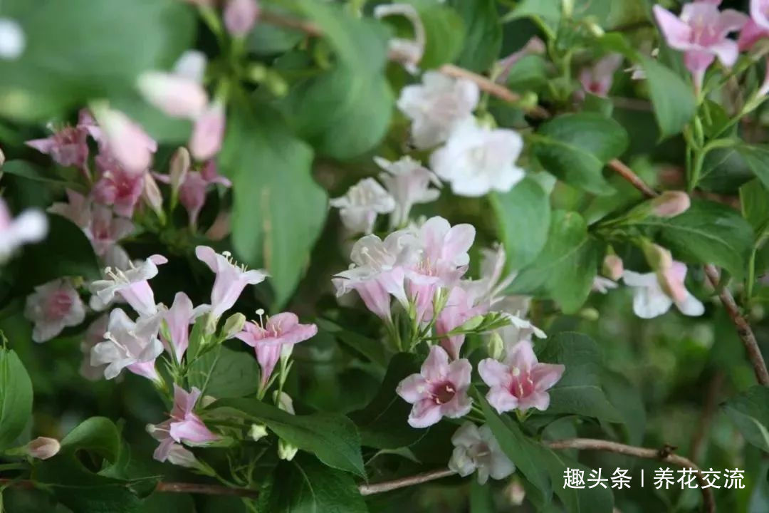 极其耐寒的锦带花,在东北和西北寒冷的地方能养很好,花开特旺盛