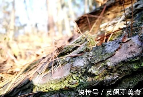 促使兰花发芽的方法,离不开3个要素,20天就见效